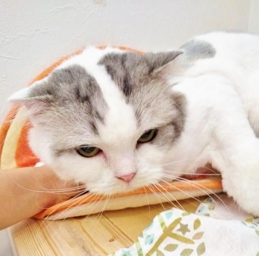もちとらちゃん ペットショップ ペピカ 動物病院 美容室 ペットホテル併設した総合ペットショップ