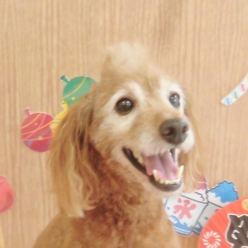 ペスちゃん ペットショップ ペピカ 動物病院 美容室 ペットホテル併設した総合ペットショップ ペスちゃん ペットショップ ペピカ 動物病院 美容室 ペットホテル併設した総合ペットショップ