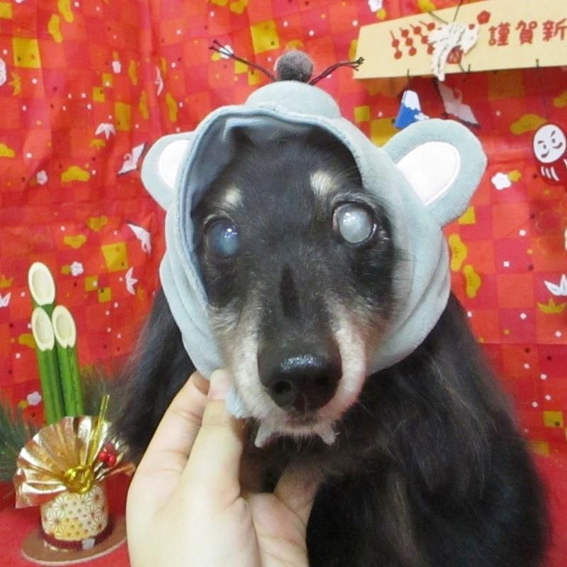 ショコラちゃん ペットショップ ペピカ 動物病院 美容室 ペットホテル併設した総合ペットショップ ショコラちゃん ペットショップ ペピカ 動物病院 美容室 ペットホテル併設した総合ペットショップ