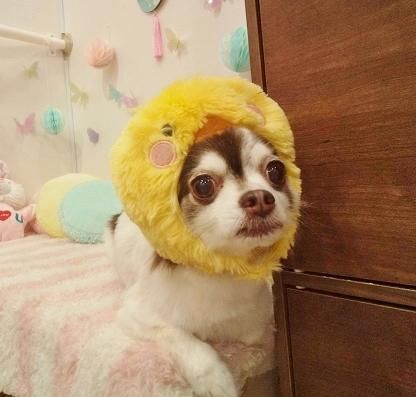ピッコロちゃん ペットショップ ペピカ 動物病院 美容室 ペットホテル併設した総合ペットショップ ピッコロちゃん ペットショップ ペピカ 動物病院 美容室 ペットホテル併設した総合ペットショップ