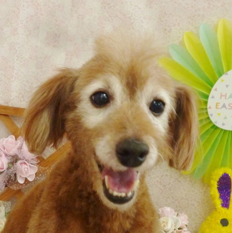 ペスちゃん ペットショップ ペピカ 動物病院 美容室 ペットホテル併設した総合ペットショップ ペスちゃん ペットショップ ペピカ 動物病院 美容室 ペットホテル併設した総合ペットショップ