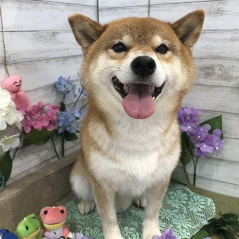 トラちゃん ペットショップ ペピカ 動物病院 美容室 ペットホテル併設した総合ペットショップ トラちゃん ペットショップ ペピカ 動物病院 美容室 ペットホテル併設した総合ペットショップ