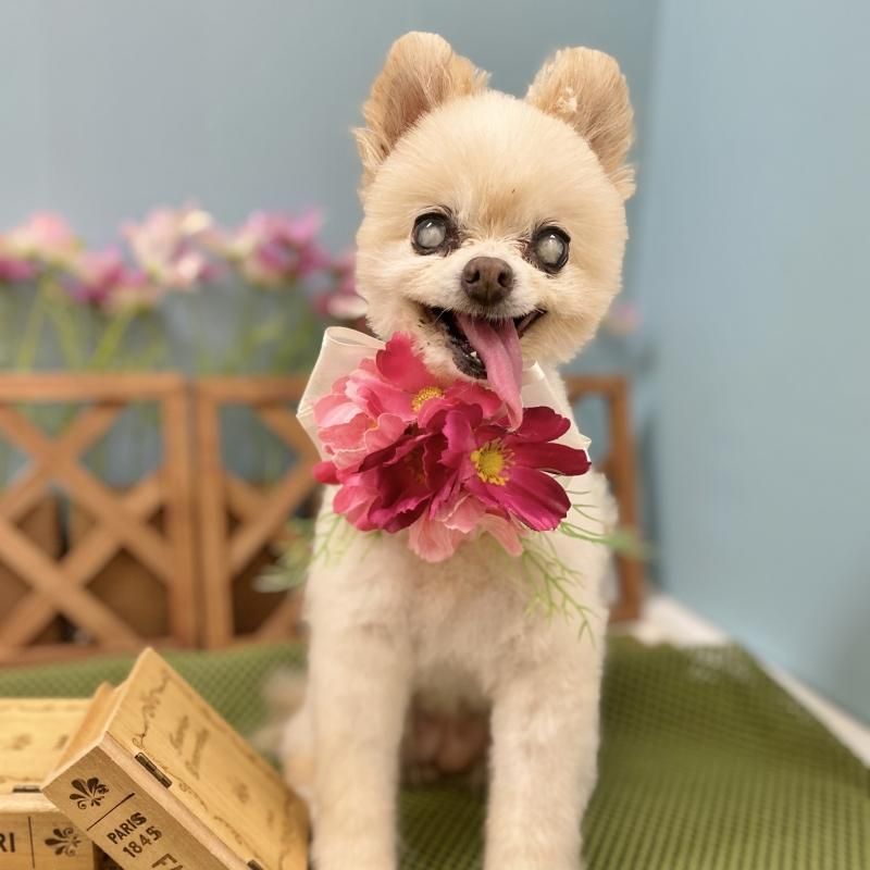 ミニーちゃん ペットショップ ペピカ 動物病院 美容室 ペットホテル併設した総合ペットショップ ミニーちゃん ペットショップ ペピカ 動物病院 美容室 ペットホテル併設した総合ペットショップ