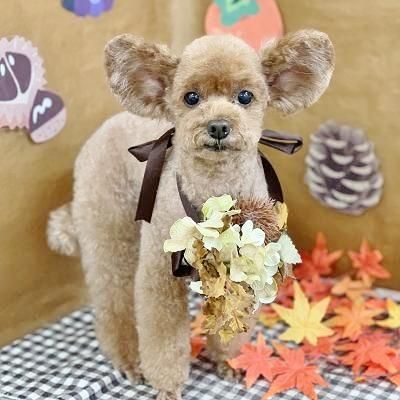 ひまりちゃん ペットショップ ペピカ 動物病院 美容室 ペットホテル併設した総合ペットショップ ひまりちゃん ペットショップ ペピカ 動物病院 美容室 ペットホテル併設した総合ペットショップ