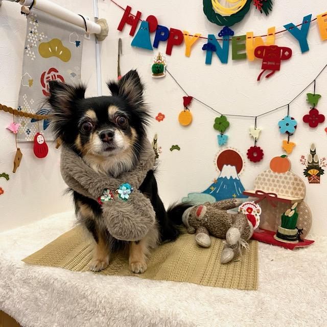 こたまちゃん ペットショップ ペピカ 動物病院 美容室 ペットホテル併設した総合ペットショップ こたまちゃん ペットショップ ペピカ 動物病院 美容室 ペットホテル併設した総合ペットショップ