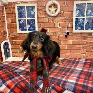 ペピカファミリー大宮宮原店 - ペットショップ ペピカ-動物病院、美容 ...