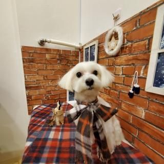 ペピカファミリー大宮宮原店 - ペットショップ ペピカ-動物病院、美容 ...