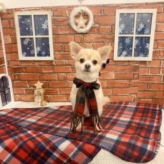 ペピカファミリー大宮宮原店 - ペットショップ ペピカ-動物病院、美容 ...