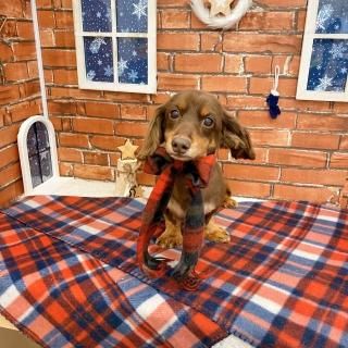 ペピカファミリー大宮宮原店 - ペットショップ ペピカ-動物病院、美容 ...