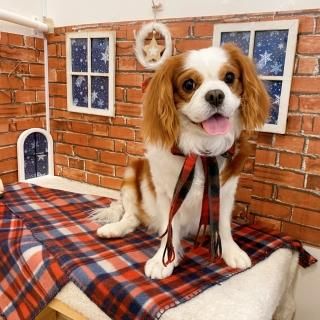ペピカファミリー大宮宮原店 - ペットショップ ペピカ-動物病院、美容 ...