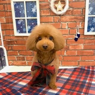 ペピカファミリー大宮宮原店 - ペットショップ ペピカ-動物病院、美容 ...