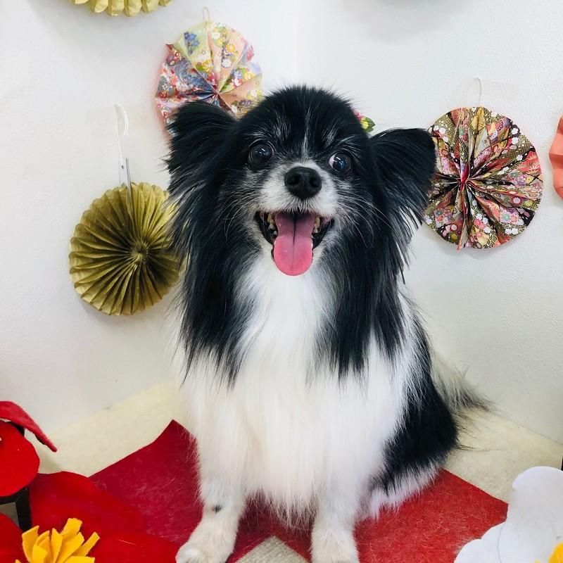 アンジュちゃん ペットショップ ペピカ 動物病院 美容室 ペットホテル併設した総合ペットショップ