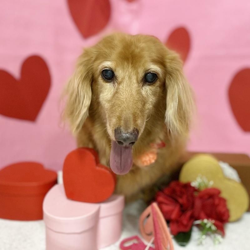 ミニーちゃん ペットショップ ペピカ 動物病院 美容室 ペットホテル併設した総合ペットショップ ミニーちゃん ペットショップ ペピカ 動物病院 美容室 ペットホテル併設した総合ペットショップ