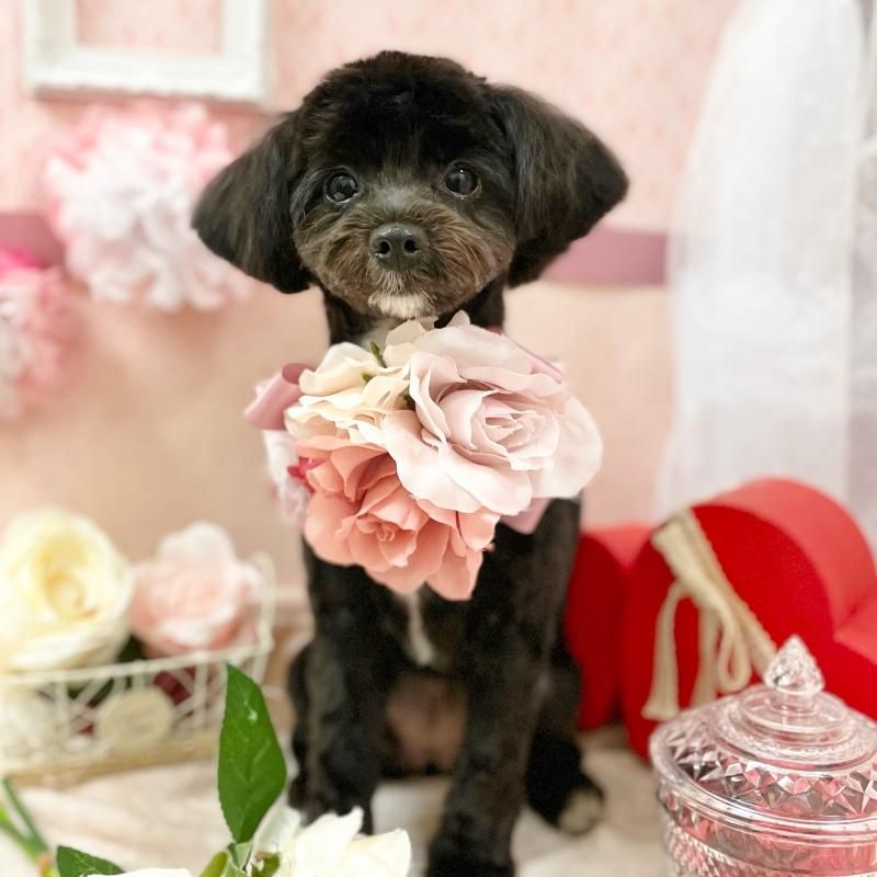ロコちゃん ペットショップ ペピカ 動物病院 美容室 ペットホテル併設した総合ペットショップ ロコちゃん ペットショップ ペピカ 動物病院 美容室 ペットホテル併設した総合ペットショップ