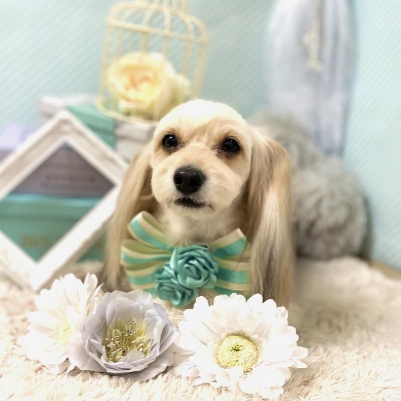 うなぎちゃん ペットショップ ペピカ 動物病院 美容室 ペットホテル併設した総合ペットショップ