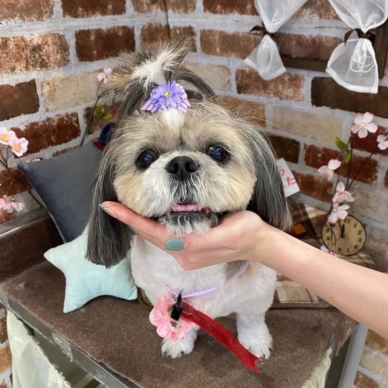 マミちゃん ペットショップ ペピカ 動物病院 美容室 ペットホテル併設した総合ペットショップ