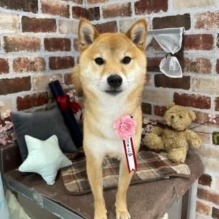 統