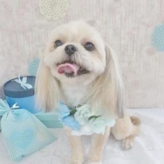 祳