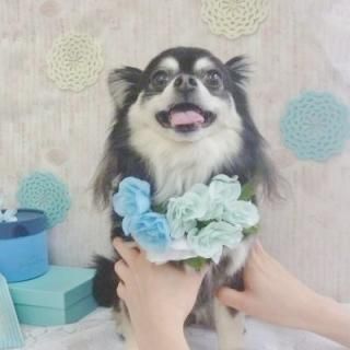 ޤ