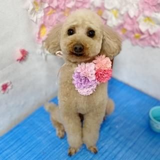 롼