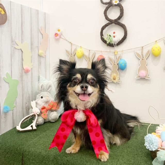 こたまちゃん ペットショップ ペピカ 動物病院 美容室 ペットホテル併設した総合ペットショップ こたまちゃん ペットショップ ペピカ 動物病院 美容室 ペットホテル併設した総合ペットショップ