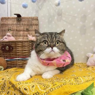 ޥ