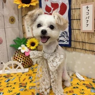 椭