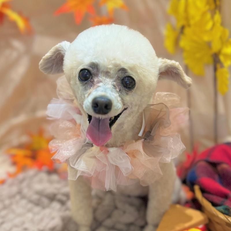 ペットショップ ペピカ－動物病院、美容室・ペットホテル併設した総合