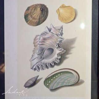 【 Andart 】 貝殻の図版