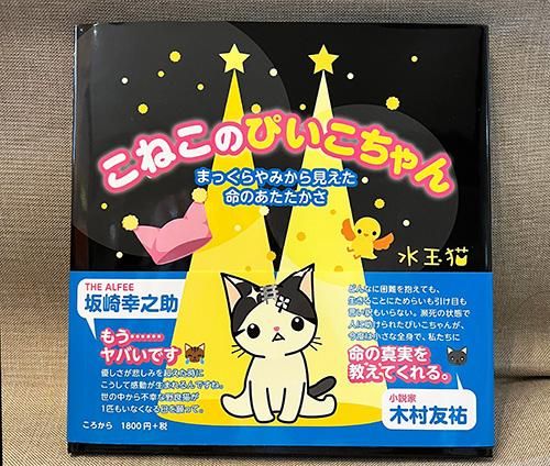 スコティッシュフォールド(5/26生) | 子猫一覧 | 茨城県で