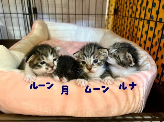 特典イロイロ】ねこまるサポーター部員募集！ - ○元祖ねこ商まるやま商店でお買い物をすると猫のしあわせにつながります○