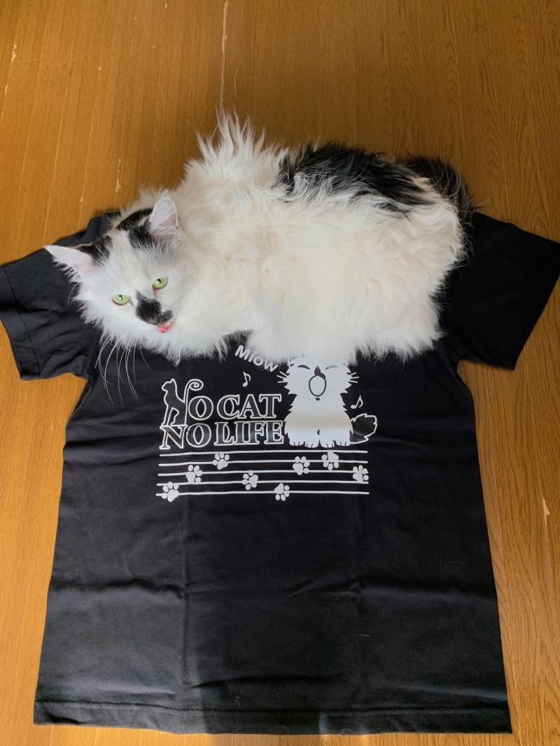 マーチがモデル☆】NOCAT NOLIFE チャリティTシャツ♪ - ○元祖ねこ商