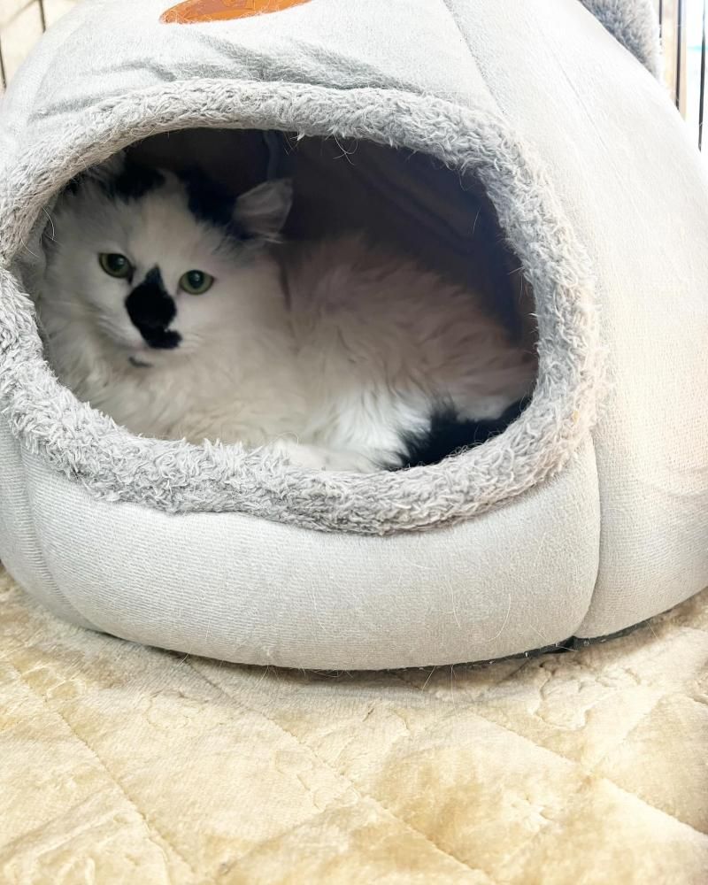 マーチがモデル☆】NOCAT NOLIFE チャリティTシャツ♪ - ○元祖ねこ商