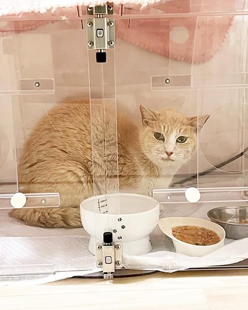 予約品】幸せ繋いだ猫の記録「保護猫ねこまる誌」 - ○元祖ねこ