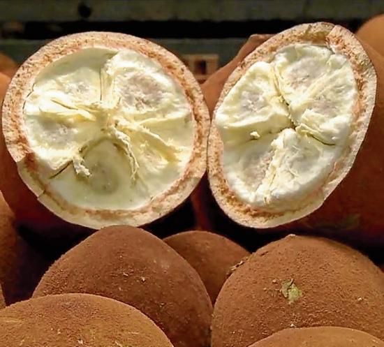 クプアス [熱帯果樹]スーパーフード テオブロマ・グランディフローラム 熱帯果樹・クプアス]テオブロマ・グランディフローラム(Theobroma