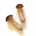 <img class='new_mark_img1' src='https://img.shop-pro.jp/img/new/icons56.gif' style='border:none;display:inline;margin:0px;padding:0px;width:auto;' />kotoriʱĤߤɤˡȤ֤ᤸ