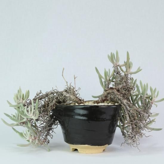 Andrew Gemrich 植木鉢