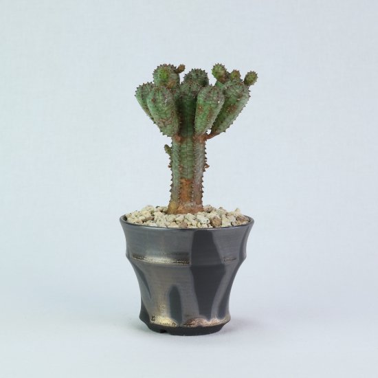 Euphorbia obesablow × Yuta Uchida