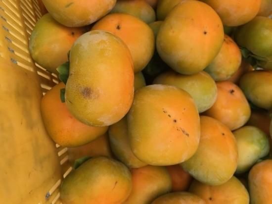 ≪柳フルーツ園≫訳ありたねなし柿2kg(ご家庭用) - 柳フルーツ園 ≪柳フルーツ園≫訳ありたねなし柿2kg(ご家庭用) - 柳フルーツ園