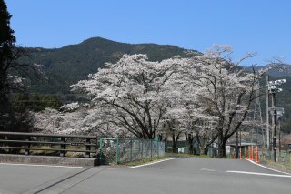 読み物 徳山の桜開花情報�