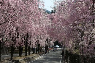 読み物 徳山の桜開花情報�