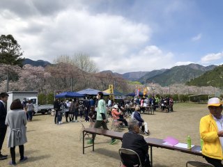 読み物 徳山の桜まつり開催