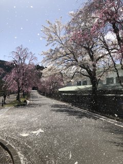 読み物 徳山の桜開花情報