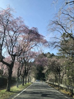 桜の蕾ふくらむ
