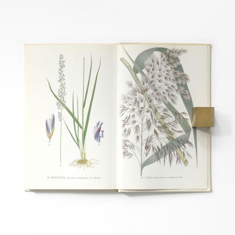 Nordens flora 1 北欧の植物図