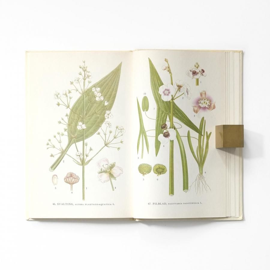 Nordens flora 1 北欧の植物図