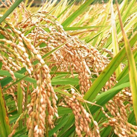 減農薬キヌヒカリ 白米 30kg - マイベリーファーム 減農薬キヌヒカリ 白米 30kg - マイベリーファーム