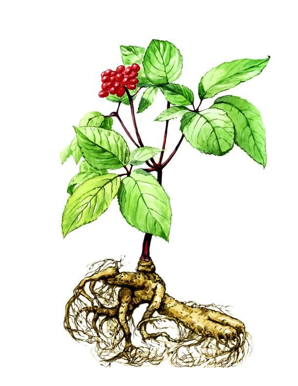 PANAXGINSENG