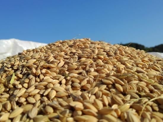自然栽培米5kg 無農薬 無肥料 自然栽培米5kg 無農薬 無肥料