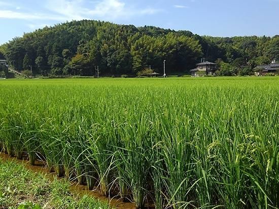 自然栽培米5kg 無農薬 無肥料 自然栽培米5kg 無農薬 無肥料